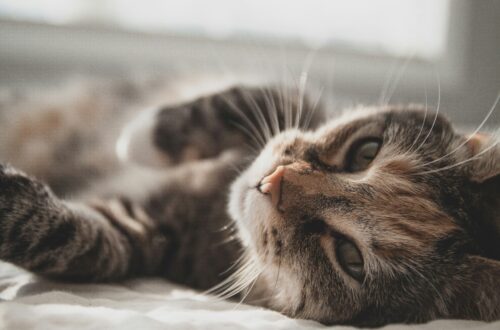 cat