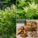 Japanese knotweed plant with root extract supplement